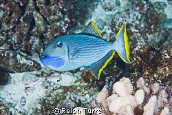 Male Gilded Triggerfish at Molokini, Hawaii by Ralph Turre 